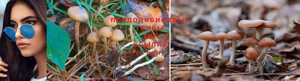 сатива Абинск